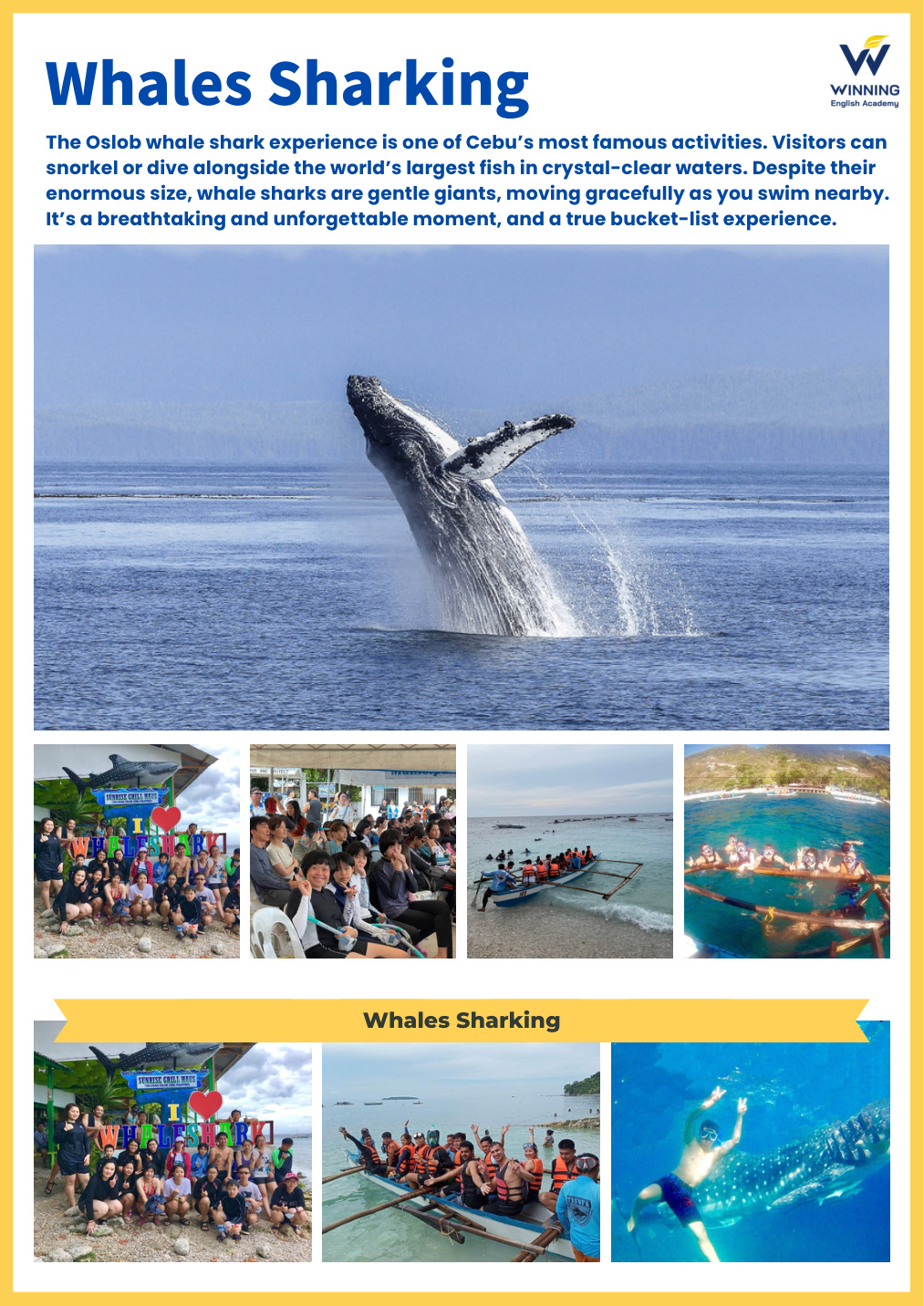 th summer_whaleshark